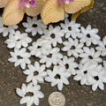White floral shaped bubble shell rosettes on a dark surface with a coin for scale
