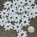 White floral-shaped shell rosettes on a dark surface with a coin for scale.