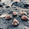    Snakeshead Cowry Shells