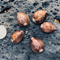 Serpent's Head Cowry Shells: Hand-Picked Treasures from Maui (Choose Qty)