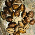 Snakeshead Cowry Shells