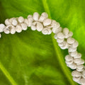 Closeup of mongo shell necklace