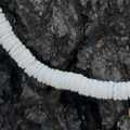 Close up of a white shell choker displayed on a rocky surface

