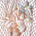 da Hawaiian Store Genuine Cowry Cowrie Shell Rosettes, Haku Lei or Headband