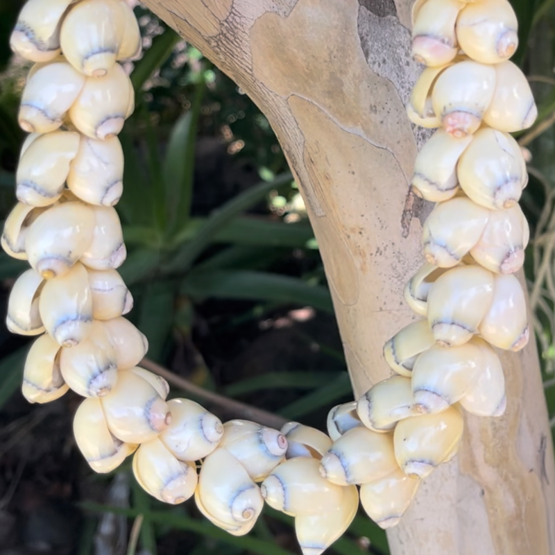 da Hawaiian Store Beige Handcrafted Shell Lei 30"