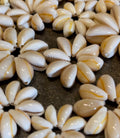 da Hawaiian Store Genuine Varied Size Cowrie Cowry  Shell Rosettes (select quantity)