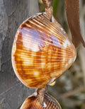 da Hawaiian Store Genuine Brown Clamshell Shell Lei Necklace