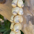 da Hawaiian Store Beige Handcrafted Shell Lei 30"