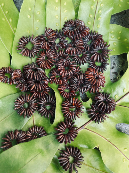 ekoa koa seed rosette