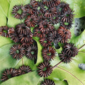 da Hawaiian Store Natural Koa Seed Rosette Rosettes (select quantity)